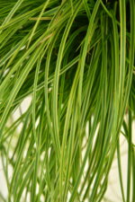 Turzyca długokłosowa „Gold Fountain” - Carex dolichostachya Gold Fountain - obrazek 5