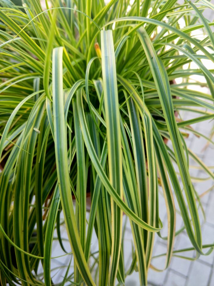 Turzyca długokłosowa „Gold Fountain” - Carex dolichostachya Gold Fountain - obrazek 4