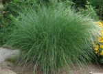 Miskant chiński „Gracillimus” - Miscanthus sinensis Gracillimus