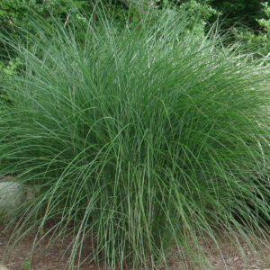 Miskant chiński „Gracillimus” - Miscanthus sinensis Gracillimus