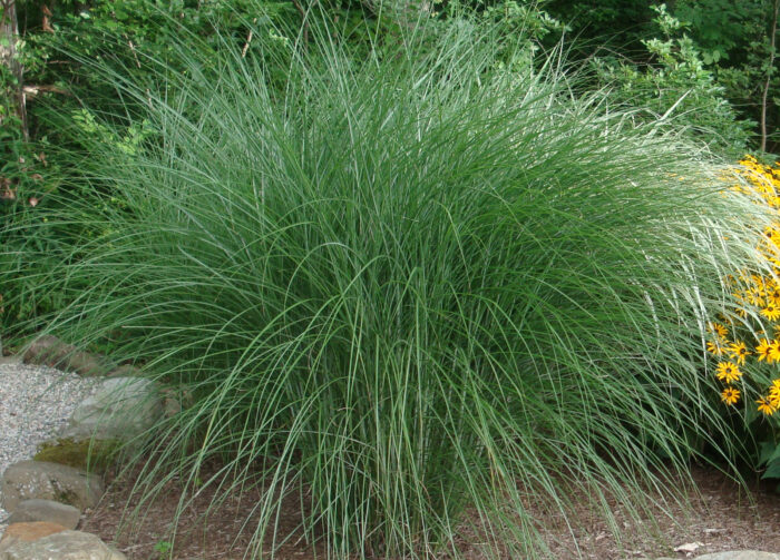 Miskant chiński „Gracillimus” - Miscanthus sinensis Gracillimus - Image 1