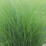 Miskant chiński „Gracillimus” - Miscanthus sinensis Gracillimus - Image 2