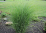 Miskant chiński „Gracillimus” - Miscanthus sinensis Gracillimus - Image 3