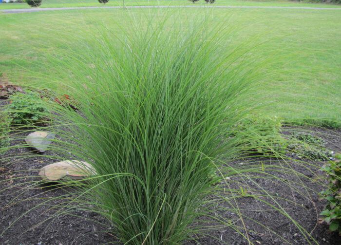 Miskant chiński „Gracillimus” - Miscanthus sinensis Gracillimus - Image 3