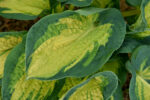 Funkia „Great Expectations” - Hosta hybrid Great Expectations - Image 3