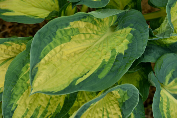 Funkia „Great Expectations” - Hosta hybrid Great Expectations - Image 3