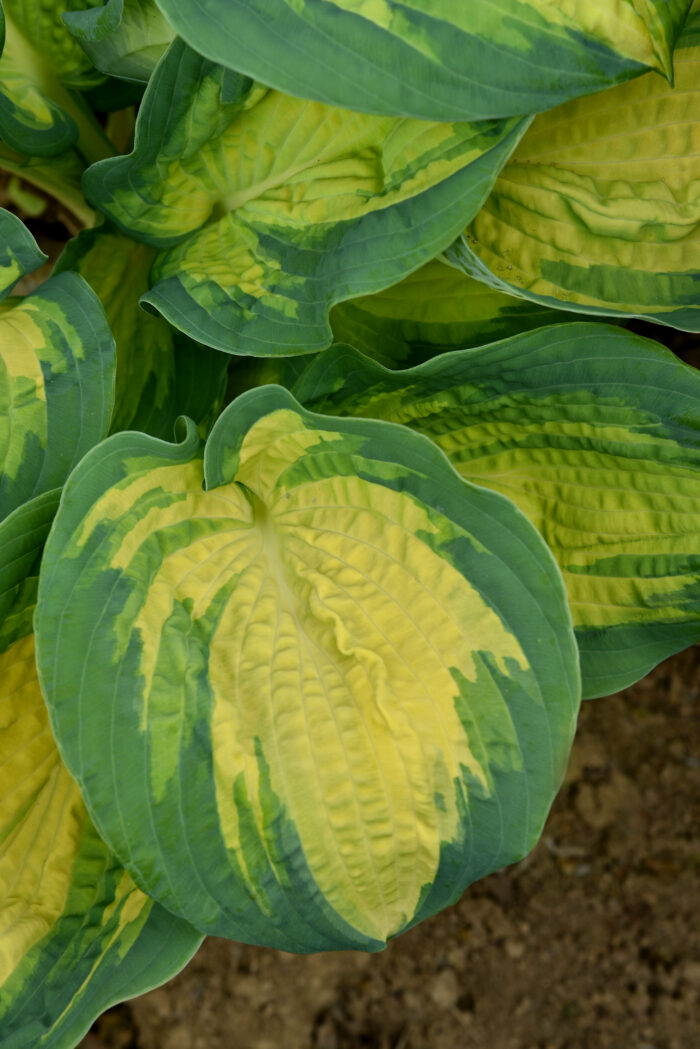 Funkia „Great Expectations” - Hosta hybrid Great Expectations - Image 2