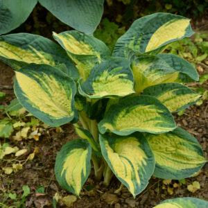 Funkia „Great Expectations” - Hosta hybrid Great Expectations