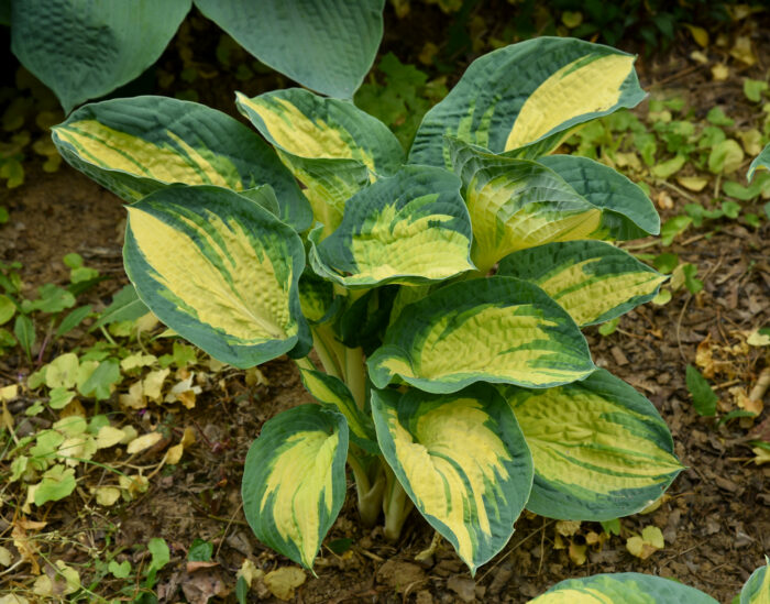 Funkia „Great Expectations” - Hosta hybrid Great Expectations - Image 1