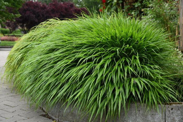 Hakonechloa smukła „Greenhills” - Hakonechloa macra Greenhills - Image 4