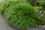 Hakonechloa smukła „Greenhills” - Hakonechloa macra Greenhills - Image 5