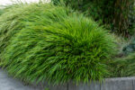 Hakonechloa smukła „Greenhills” - Hakonechloa macra Greenhills