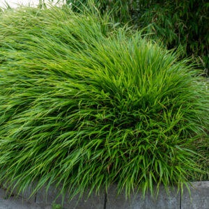 Hakonechloa smukła „Greenhills” - Hakonechloa macra Greenhills