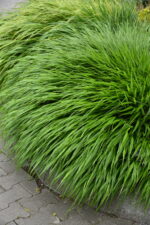 Hakonechloa smukła „Greenhills” - Hakonechloa macra Greenhills - Image 3