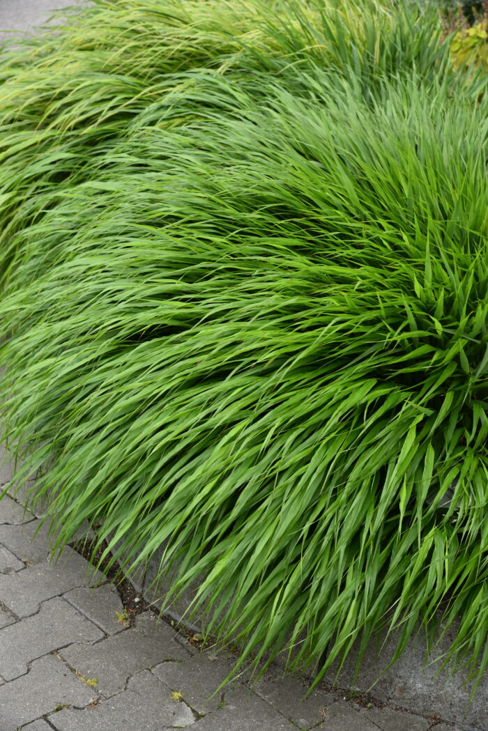 Hakonechloa smukła „Greenhills” - Hakonechloa macra Greenhills - Image 3
