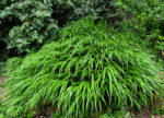 Hakonechloa smukła „Greenhills” - Hakonechloa macra Greenhills - Image 7