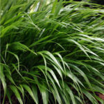 Hakonechloa smukła „Greenhills” - Hakonechloa macra Greenhills - Image 2