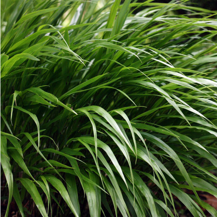 Hakonechloa smukła „Greenhills” - Hakonechloa macra Greenhills - Image 2