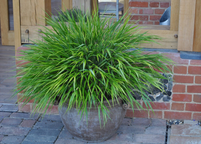 Hakonechloa smukła „Greenhills” - Hakonechloa macra Greenhills - Image 8