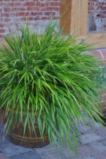 Hakonechloa smukła „Greenhills” - Hakonechloa macra Greenhills - Image 6