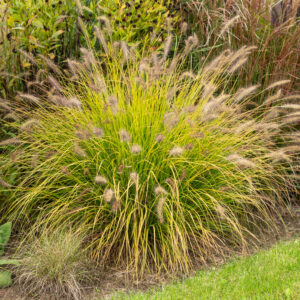 Rozplenica japońska „Hameln Gold” - Pennisetum alopecuroides Hameln Gold
