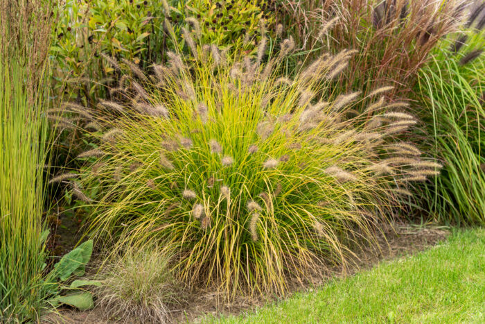 Rozplenica japońska „Hameln Gold” - Pennisetum alopecuroides Hameln Gold - obrazek 1