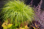 Rozplenica japońska „Hameln Gold” - Pennisetum alopecuroides Hameln Gold - obrazek 2