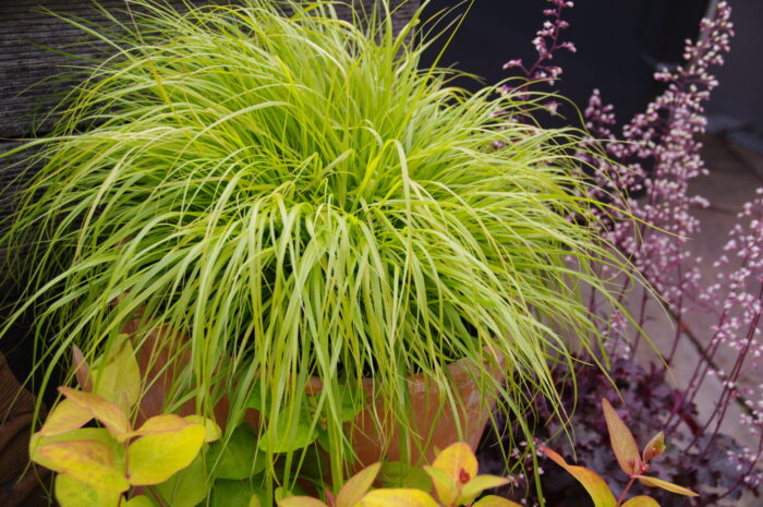 Rozplenica japońska „Hameln Gold” - Pennisetum alopecuroides Hameln Gold - obrazek 2