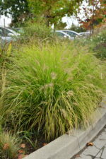 Rozplenica japońska „Hameln Gold” - Pennisetum alopecuroides Hameln Gold - obrazek 3