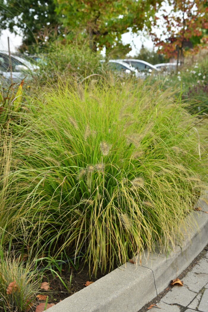 Rozplenica japońska „Hameln Gold” - Pennisetum alopecuroides Hameln Gold - obrazek 3