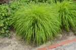 Rozplenica japońska „Hameln Gold” - Pennisetum alopecuroides Hameln Gold - obrazek 4
