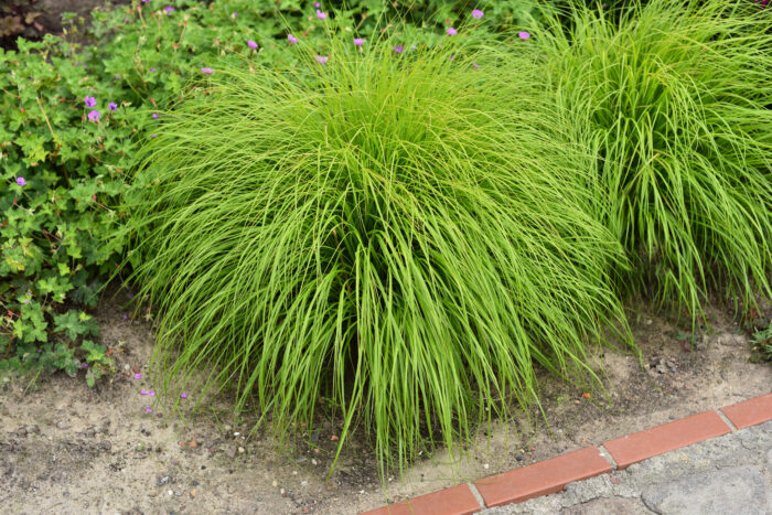 Rozplenica japońska „Hameln Gold” - Pennisetum alopecuroides Hameln Gold - obrazek 4