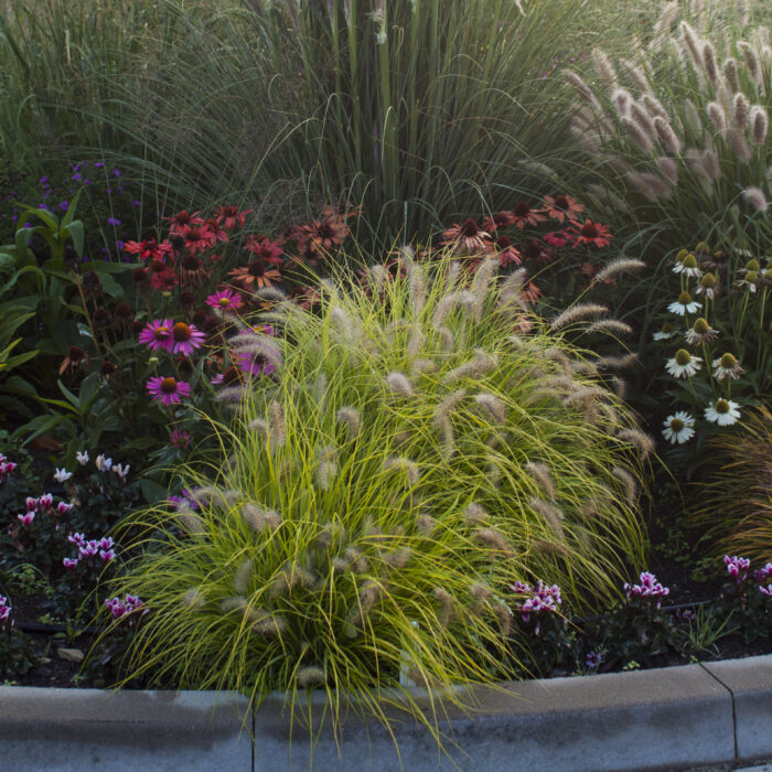 Rozplenica japońska „Hameln Gold” - Pennisetum alopecuroides Hameln Gold - obrazek 5