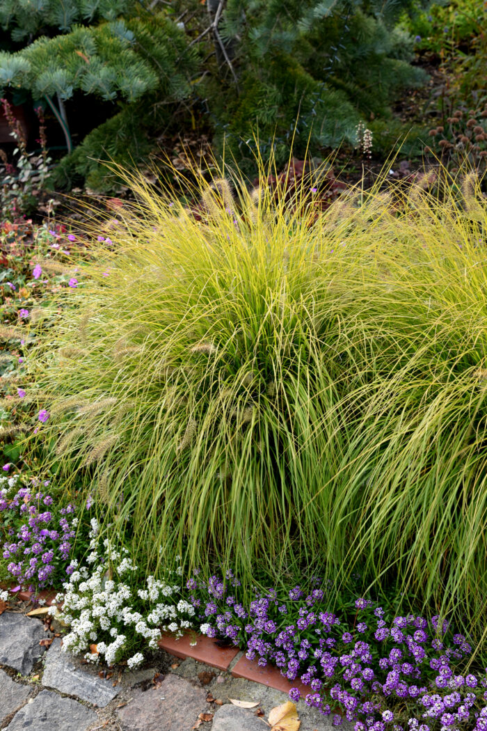 Rozplenica japońska „Hameln Gold” - Pennisetum alopecuroides Hameln Gold - obrazek 6
