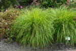Rozplenica japońska „Hameln Gold” - Pennisetum alopecuroides Hameln Gold - obrazek 7