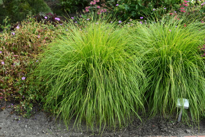 Rozplenica japońska „Hameln Gold” - Pennisetum alopecuroides Hameln Gold - obrazek 7