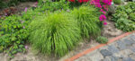 Rozplenica japońska „Hameln Gold” - Pennisetum alopecuroides Hameln Gold - obrazek 8
