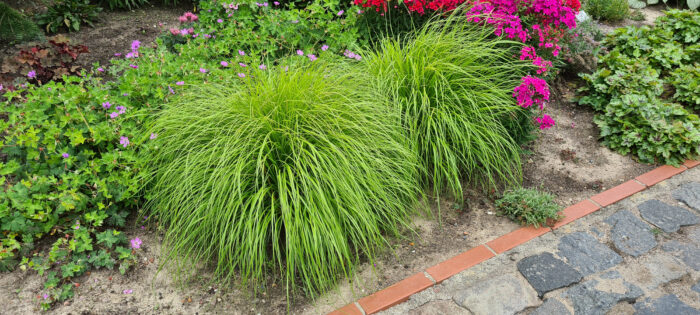 Rozplenica japońska „Hameln Gold” - Pennisetum alopecuroides Hameln Gold - obrazek 8
