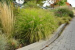 Rozplenica japońska „Hameln Gold” - Pennisetum alopecuroides Hameln Gold - obrazek 9