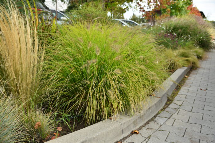 Rozplenica japońska „Hameln Gold” - Pennisetum alopecuroides Hameln Gold - obrazek 9