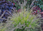 Rozplenica japońska „Hameln Gold” - Pennisetum alopecuroides Hameln Gold - obrazek 10