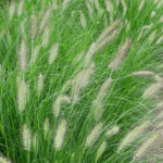 Rozplenica japońska „Hameln” - Pennisetum alopecuroides Hameln - Image 3