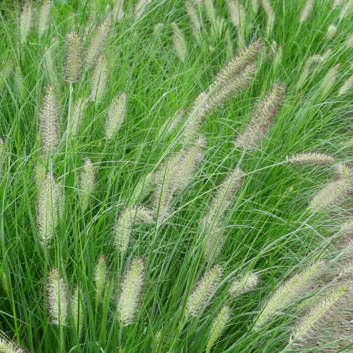 Rozplenica japońska „Hameln” - Pennisetum alopecuroides Hameln - Image 3