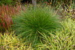 Rozplenica japońska „Hameln” - Pennisetum alopecuroides Hameln - Image 4