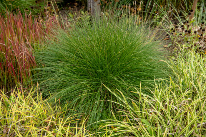 Rozplenica japońska „Hameln” - Pennisetum alopecuroides Hameln - Image 4