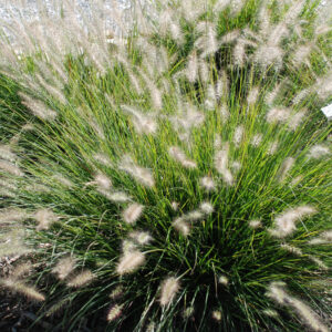 Rozplenica japońska „Hameln” - Pennisetum alopecuroides Hameln