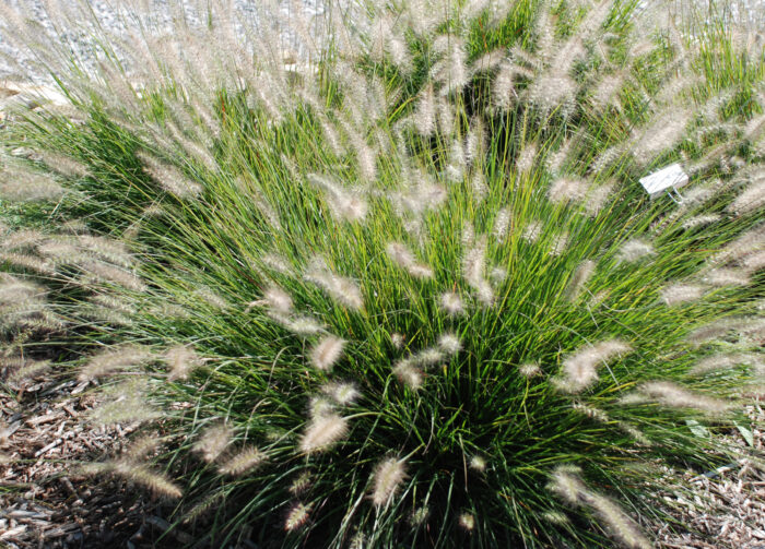 hameln_pennisetum-alopecuroides_79719_3 Rozplenica japońska „Hameln” - Pennisetum alopecuroides Hameln - Image 1