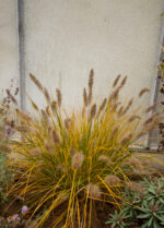 Rozplenica japońska „Hameln” - Pennisetum alopecuroides Hameln - Image 2