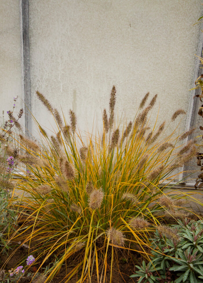 Rozplenica japońska „Hameln” - Pennisetum alopecuroides Hameln - Image 2