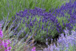 Lawenda wąskolistna „Hidcote Blue” - Lavandula angustifolia Hidcote Blue - Image 3